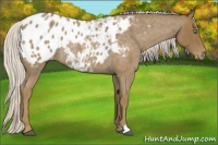 Horse Color:Silver Smoky Blue Roan Appaloosa Rabicano 