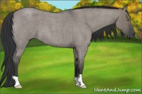 Horse Color:Grullo Roan 