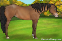 Horse Color:Gray Sable Champagne 