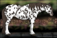 Horse Color:Smoky Black Appaloosa 
