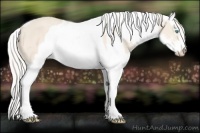 Horse Color:Cremello Sabino  and Cremello Sabino 