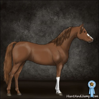 Horse Color:Gray Chestnut