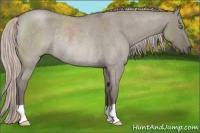 Horse Color:Silver Grullo Roan Rabicano 