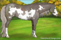 Horse Color:Silver Blue Roan Frame Rabicano