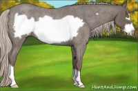 Horse Color:Silver Blue Roan Frame Rabicano