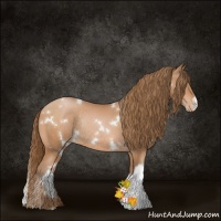 Horse Color:White Spotted Bay Pearl Rabicano