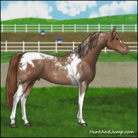 Horse Color:Chestnut Tobiano