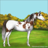 Horse Color:White Spotted Buckskin Splash Snowcap