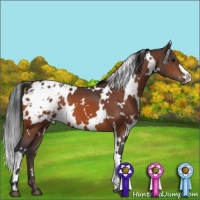 Horse Color:White Spotted Bay Appaloosa