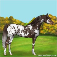 Horse Color:White Spotted Liver Chestnut Appaloosa