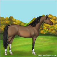 Horse Color:Gray Bay Dun