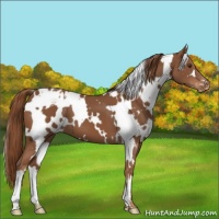 Horse Color:White Spotted Chestnut Appaloosa 