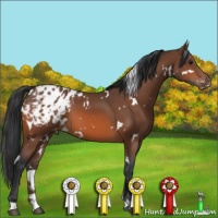Horse Color:White Spotted Bay Appaloosa