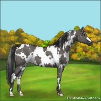 Horse Color:White Spotted Grullo 