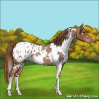 Horse Color:White Spotted Red Roan Appaloosa 