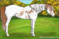 Horse Color:White Spotted Chestnut Splash Snowcap