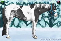 Horse Color:White Spotted Black Tobiano 