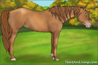 Horse Color:Gray Gold Champagne 