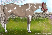 Horse Color:White Spotted Silver Grullo Sabino Splash