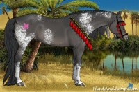 Horse Color:White Spotted Black Rabicano 