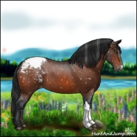 Horse Color:Brown Appaloosa 