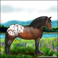 Horse Color:Brown Appaloosa