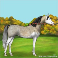 Horse Color:Bay Ice Dun Splash 