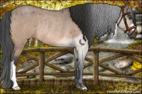 Horse Color:Bay Roan Dun Rabicano