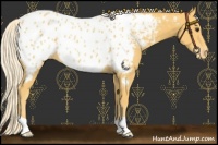 Horse Color:Palomino Appaloosa 