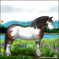 Horse Color:Brown Frame Appaloosa 