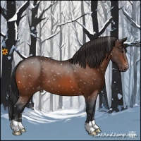 Horse Color:Bay Appaloosa 