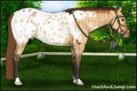 Horse Color:Buckskin Dun Appaloosa Brindle