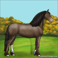Horse Color:Gray Classic Champagne 