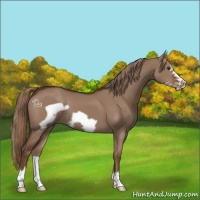 Horse Color:Liver Red Dun Frame 