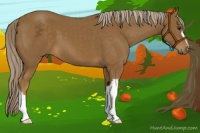 Horse Color:Chocolate Palomino 