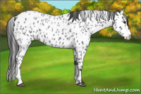 Horse Color:Blue Roan Appaloosa 