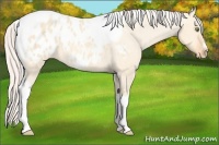 Horse Color:Silver Amber Champagne Roan Dun Splash Tobiano Frame Blanket Rabicano