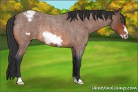 Horse Color:Bay Roan Frame Snowcap Rabicano