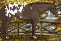 Horse Color:Liver Chestnut Appaloosa