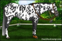Horse Color:Black Appaloosa  and Black Splash Appaloosa 