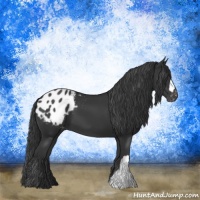 Horse Color:Black Appaloosa