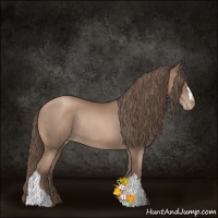 Horse Color:Black Pearl Rabicano