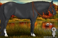 Horse Color:Black Sabino 
