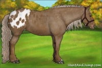 Horse Color:Chocolate Palomino Appaloosa 