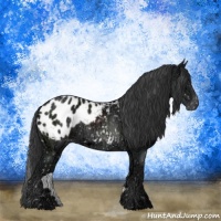Horse Color:Black Ice Sabino Appaloosa 