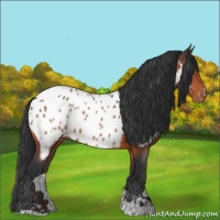 Horse Color:Bay Sabino Appaloosa 