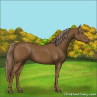 Horse Color:Chocolate Palomino 