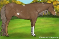 Horse Color:Chocolate Palomino 
