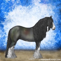 Horse Color:Black Sabino