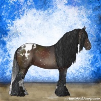 Horse Color:Brown Appaloosa Rabicano 